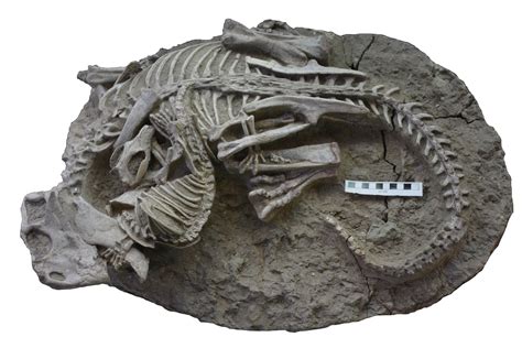 fake fossil evidence for dinosaurs